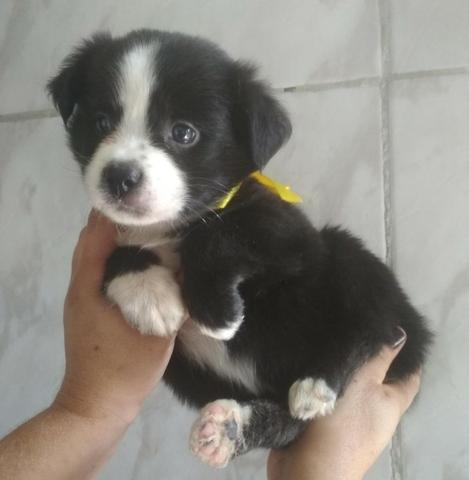 Poodle com shih tzu valor 130