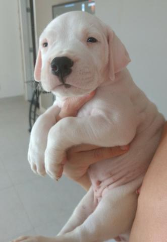 Dogo Argentino - Foto 2