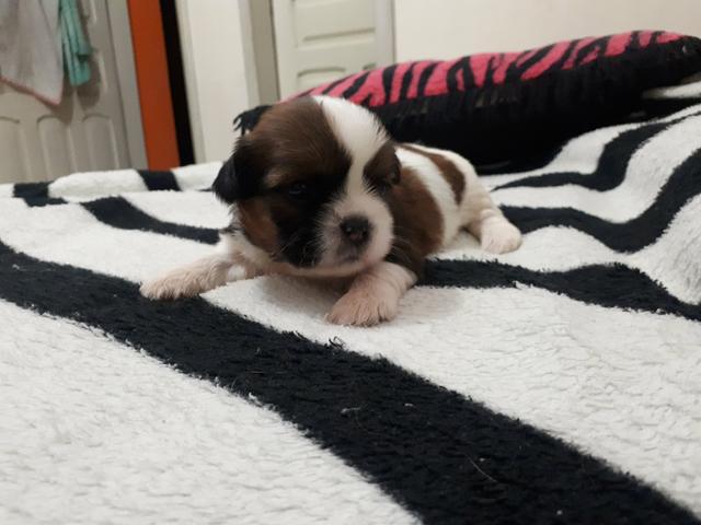 Shihtzu