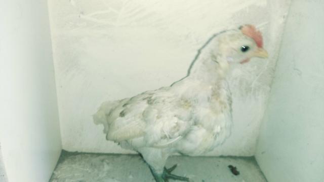 Vendo três franguinhos de garnizé - Foto 2