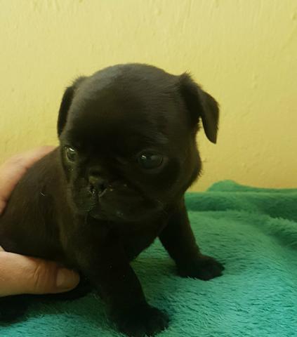 Filhotes de Pug - Foto 5