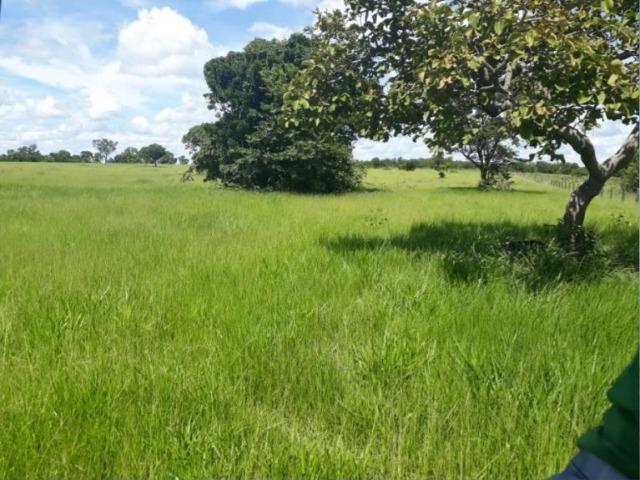 Fazenda interior de Canarana-MT 75Hectares - Foto 3