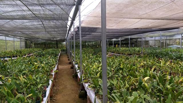 Chácara de orquídeas - Foto 5