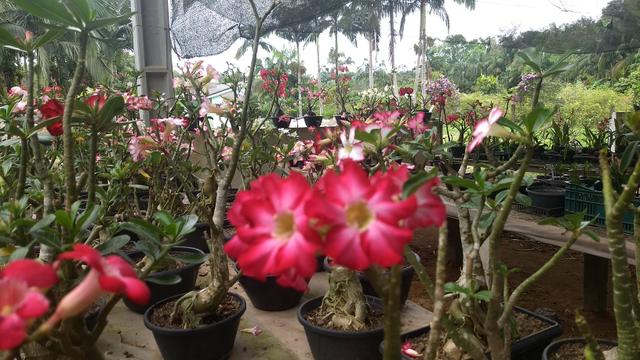 Chácara de orquídeas - Foto 4