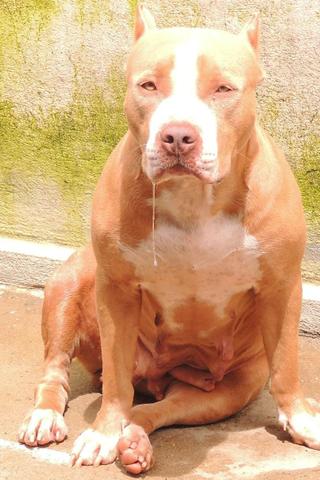 Pitbull monster - Foto 3