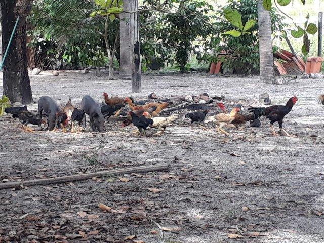 Fazenda Paraiso - Foto 4