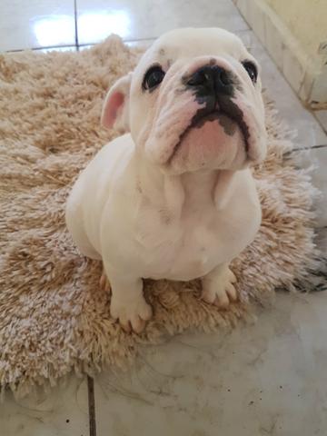 Filhotes Bulldog Inglês - Foto 2