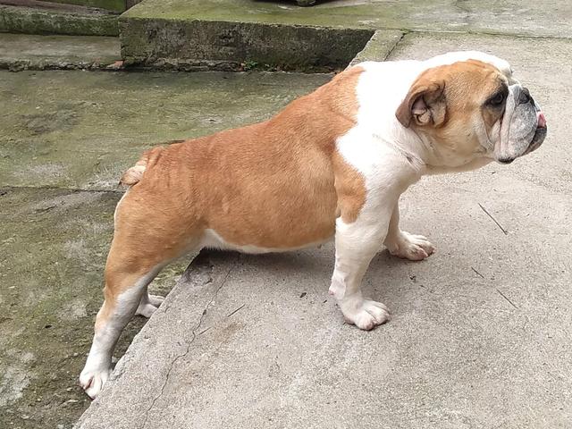 Vendo femia de buldogue inglês top - Foto 3