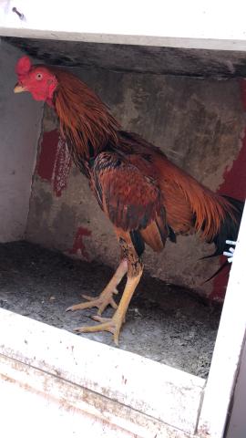 Galo indiano puro - Foto 4