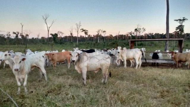 Fazenda à venda, 14520000 m² por r$ 4.500.000 - zona rural - são félix do xingu/pa - Foto 8