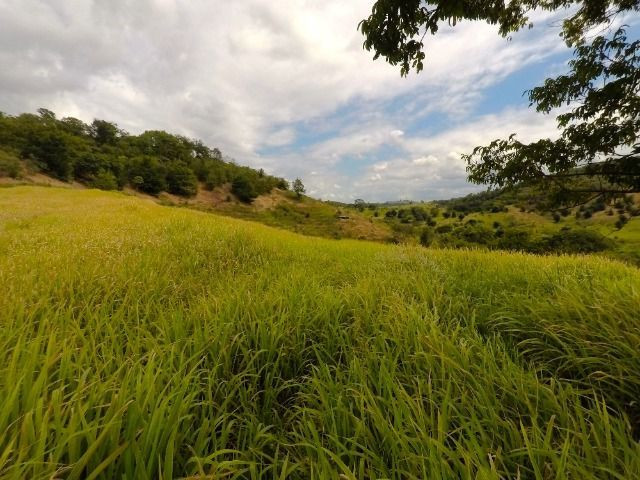 Fazendinha com 260.000m2 em candeias - Foto 3