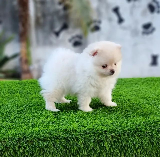 Spitz Alemão Anão Baby Face Lulu Da Pomerânia Disponíveis  - Foto 2