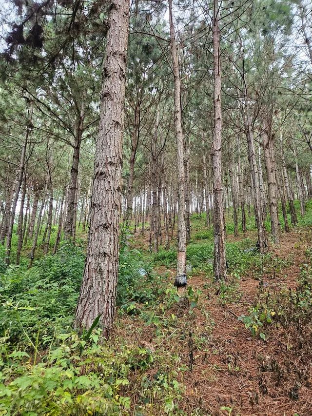 02 alqueires de pinus e eucalipto  - Foto 3