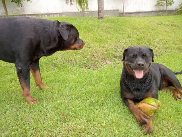 Rottweiler Cabeça De Touro