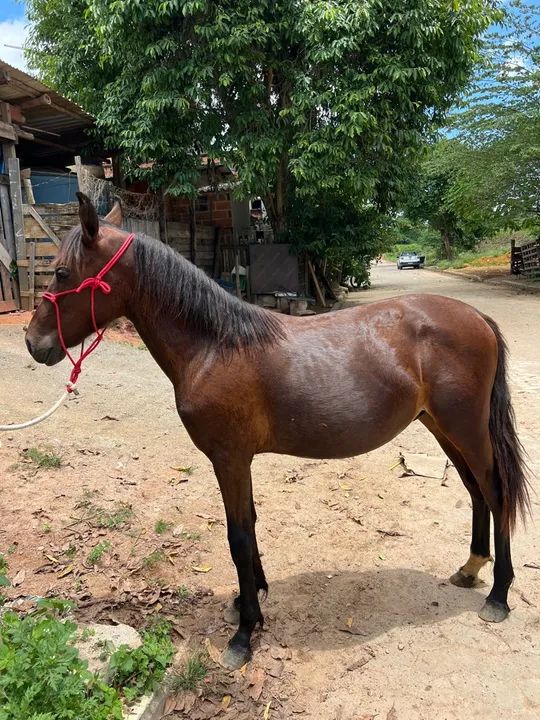 Mangalarga marchador, controlado!