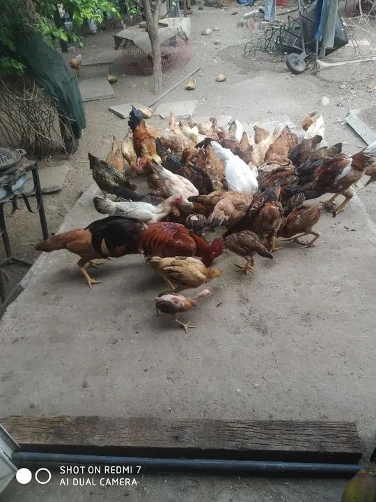 Galinhas caipira  - Foto 4