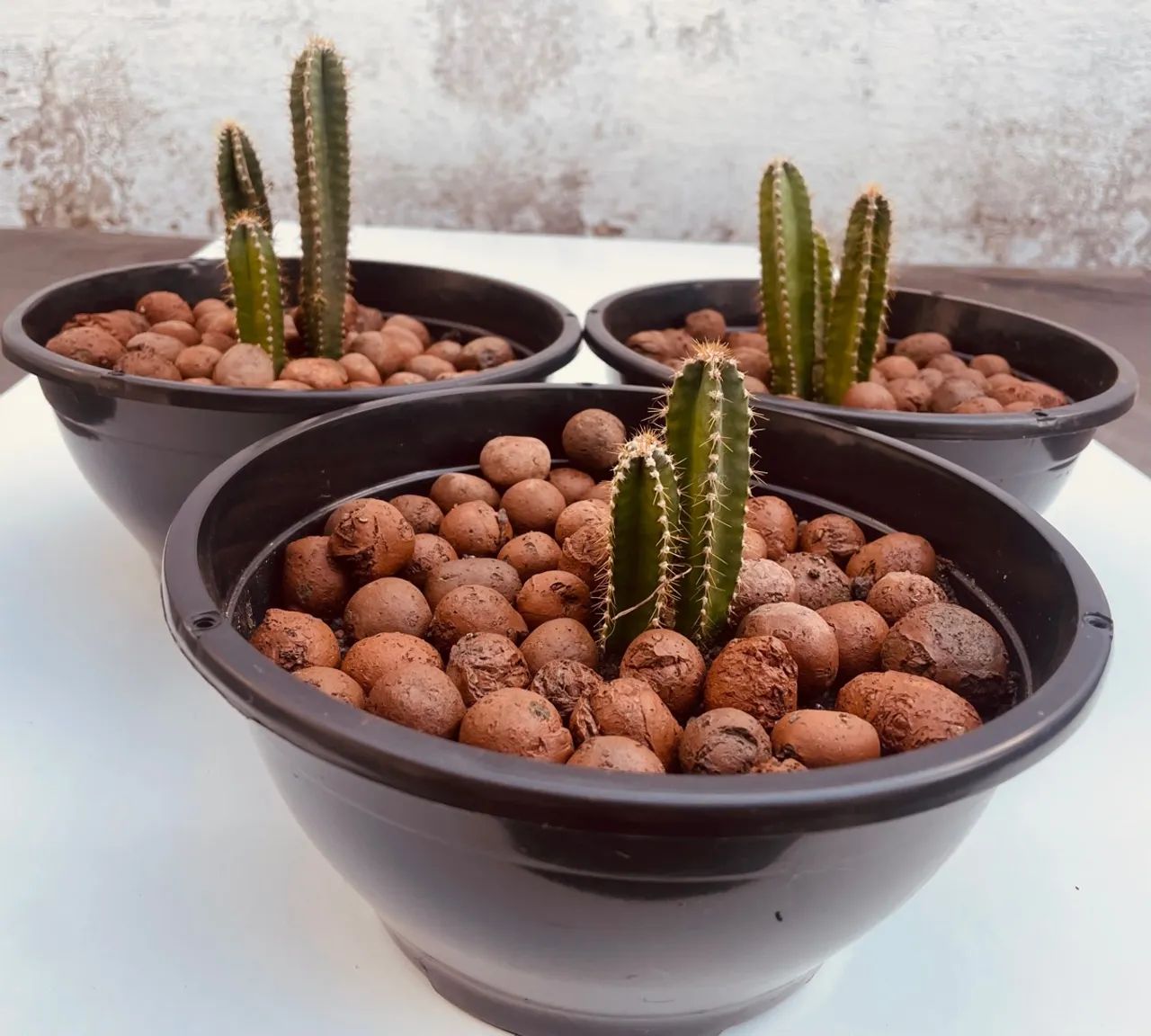 Planta Cacto - Foto 2