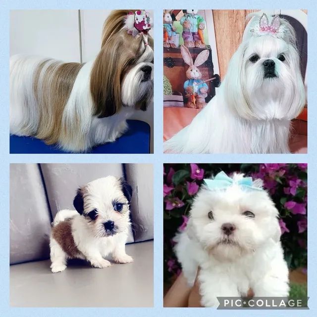 Shih tzu clearance mini olx