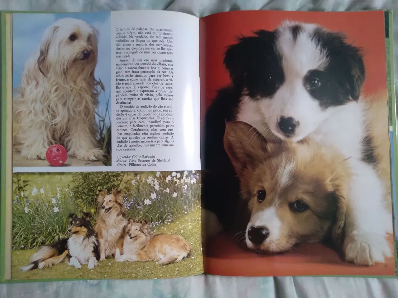 LIVRO FANTÁSTICO UNIVERSO CÃES - Foto 2