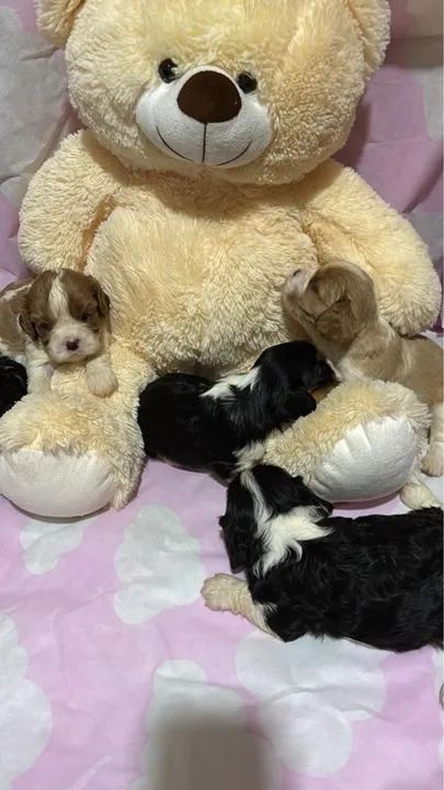 Filhotes de Cavalier King Charles Spaniel - Foto 4