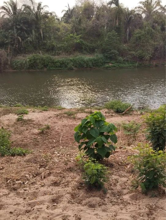 foto - São Luís De Montes Belos - 