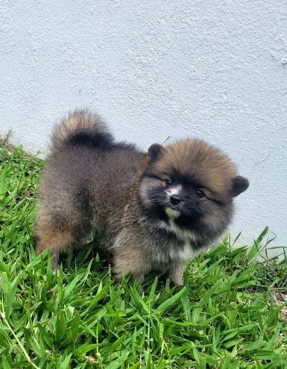 Sptiz Alemão Macho - lulu da pomerânia - pedigree CBKC - 10x sem juros