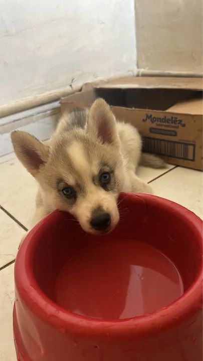 Vendo essa filhote de husky  - Foto 2
