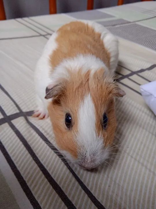 Vendo porquinha da Índia fêmea  - Foto 3