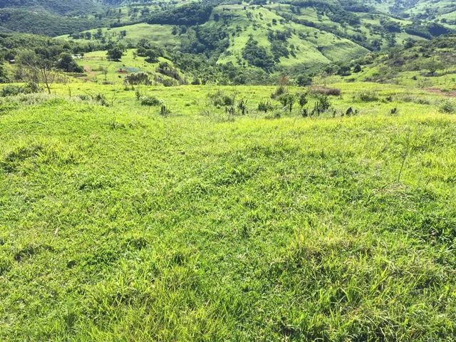 Fazenda de opurtunidade  55 mil o alqueiro