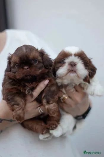 Shih Tzu lindos macho e fêmea disponíveis  - Foto 3