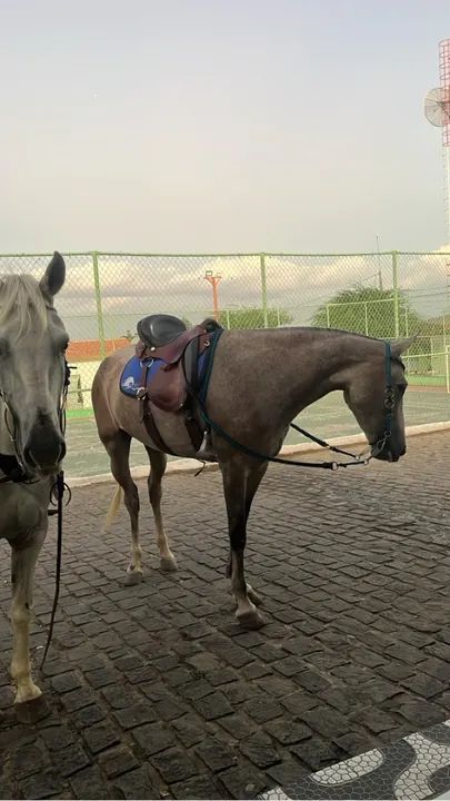 Potra Mangalarga para venda *34 - Foto 2