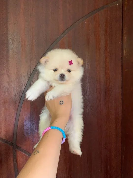 Filhote de Spitz Alemão - fêmea  - Foto 4