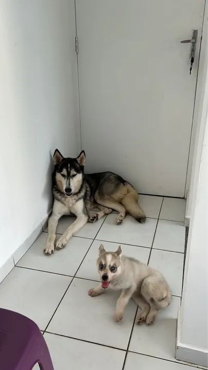 Vendo essa filhote de husky  - Foto 5
