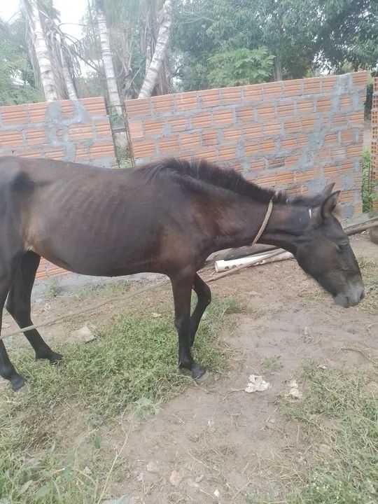 Potra primeiras muda - Foto 4