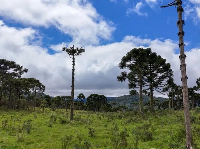 Chácaras a partir de 290 mil - Foto 4