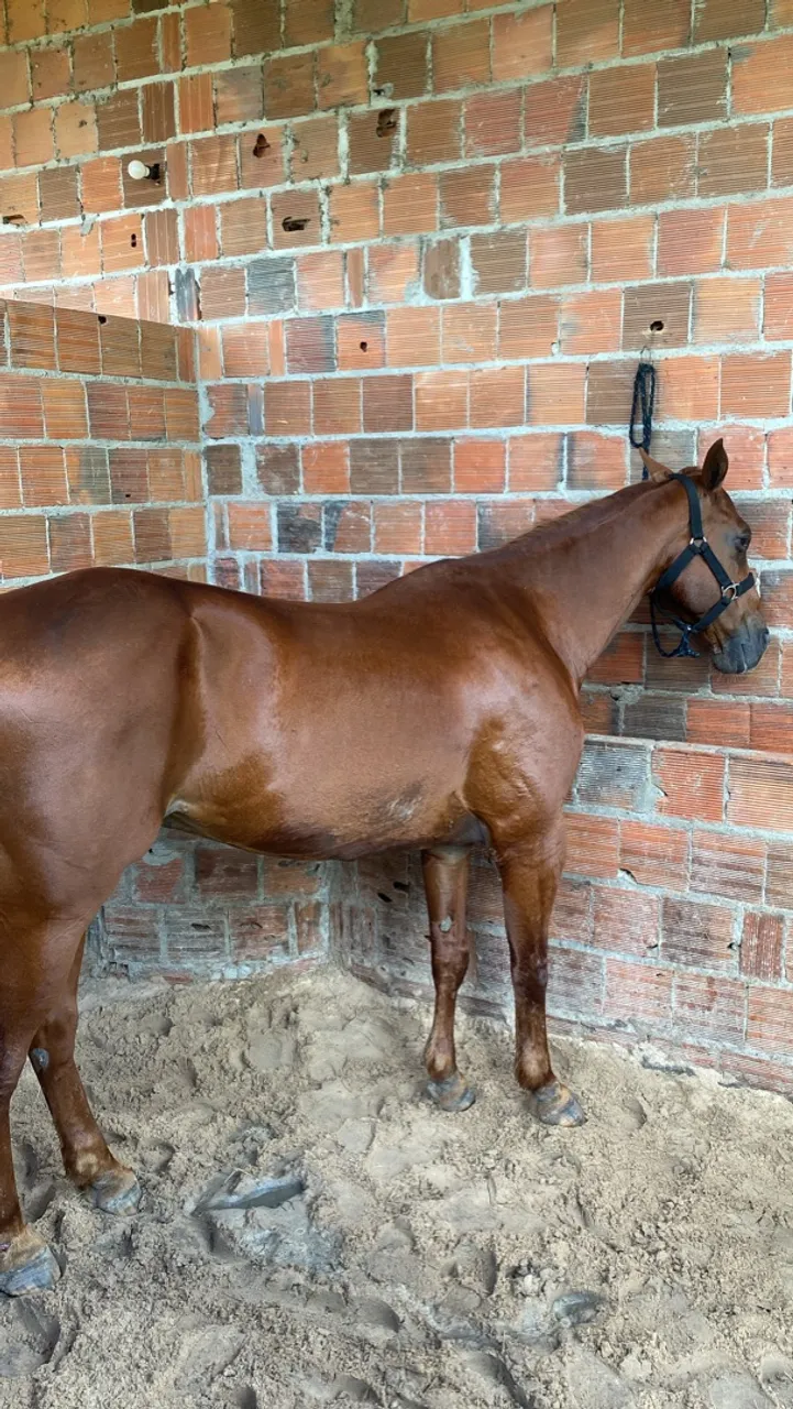 Cavalo de Canhota 