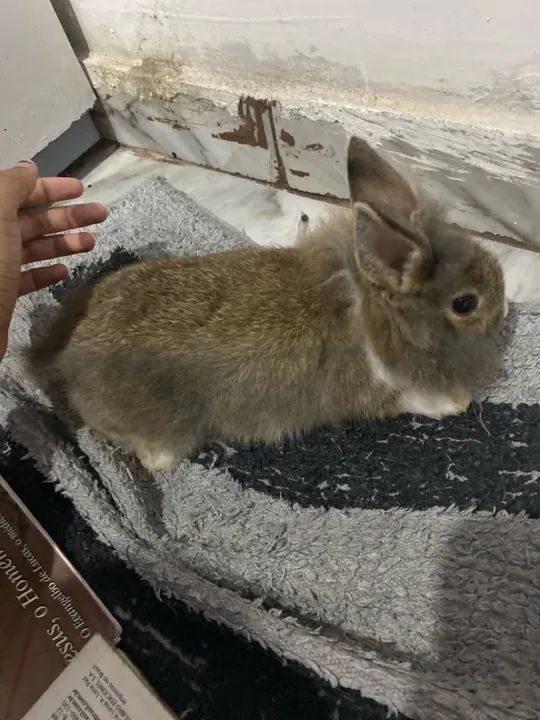 Coelhinho fofinho para adoção - Foto 6