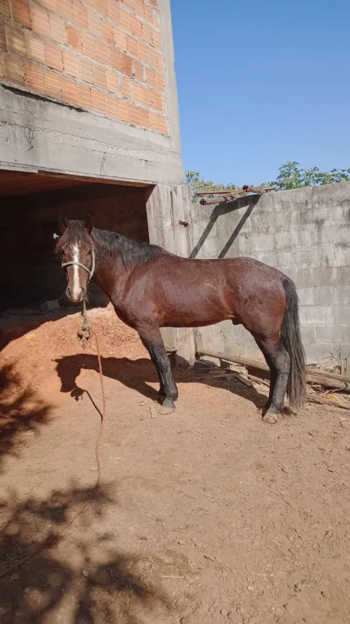 Cavalo crioulo garanhão para doação
