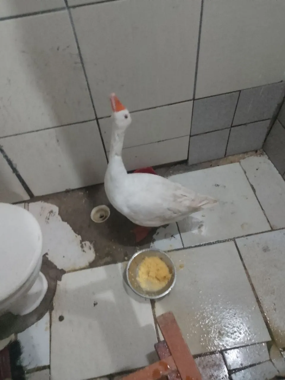 Ganso doméstico