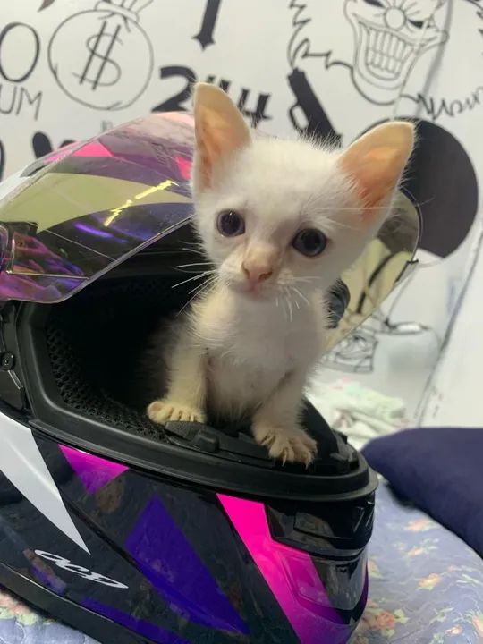 Gatinho branco lindo e dócil para adoção