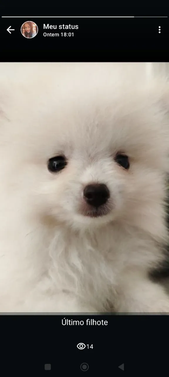Spitz Alemão filhote - Último filhote