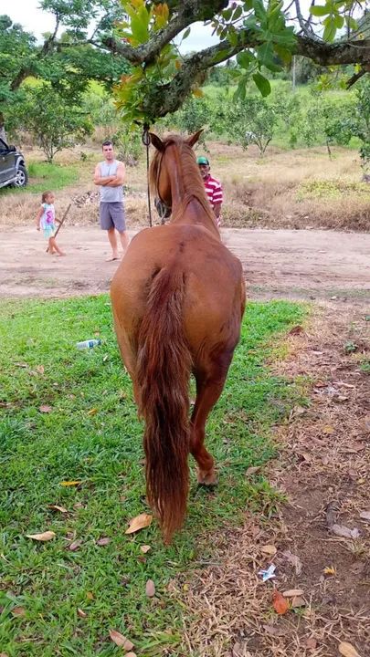 Linda égua castanha  - Foto 5