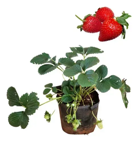 Mudas de Morango para produção 