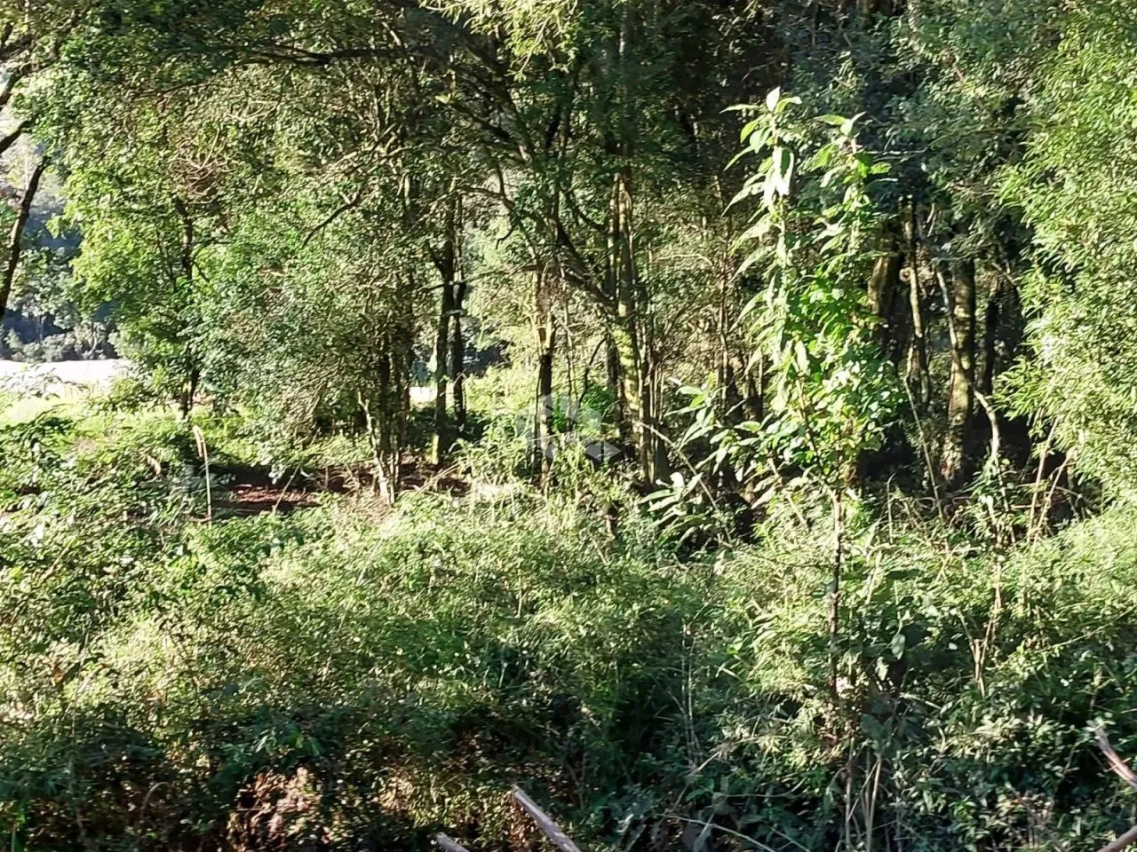 Área de terra de 02 hás agricultável - Foto 12