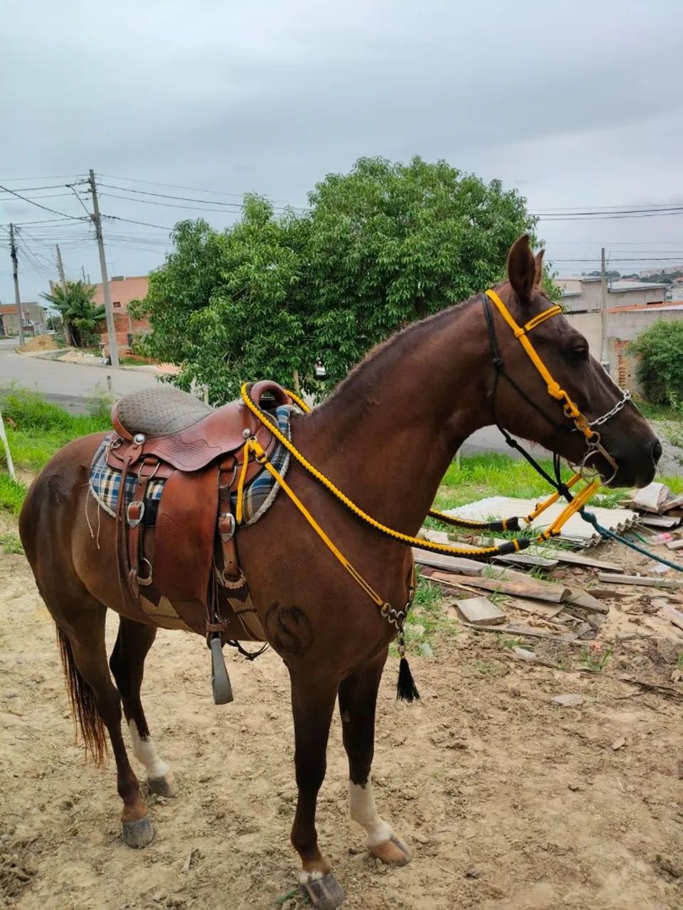 cavalo marcha picada  - Foto 5