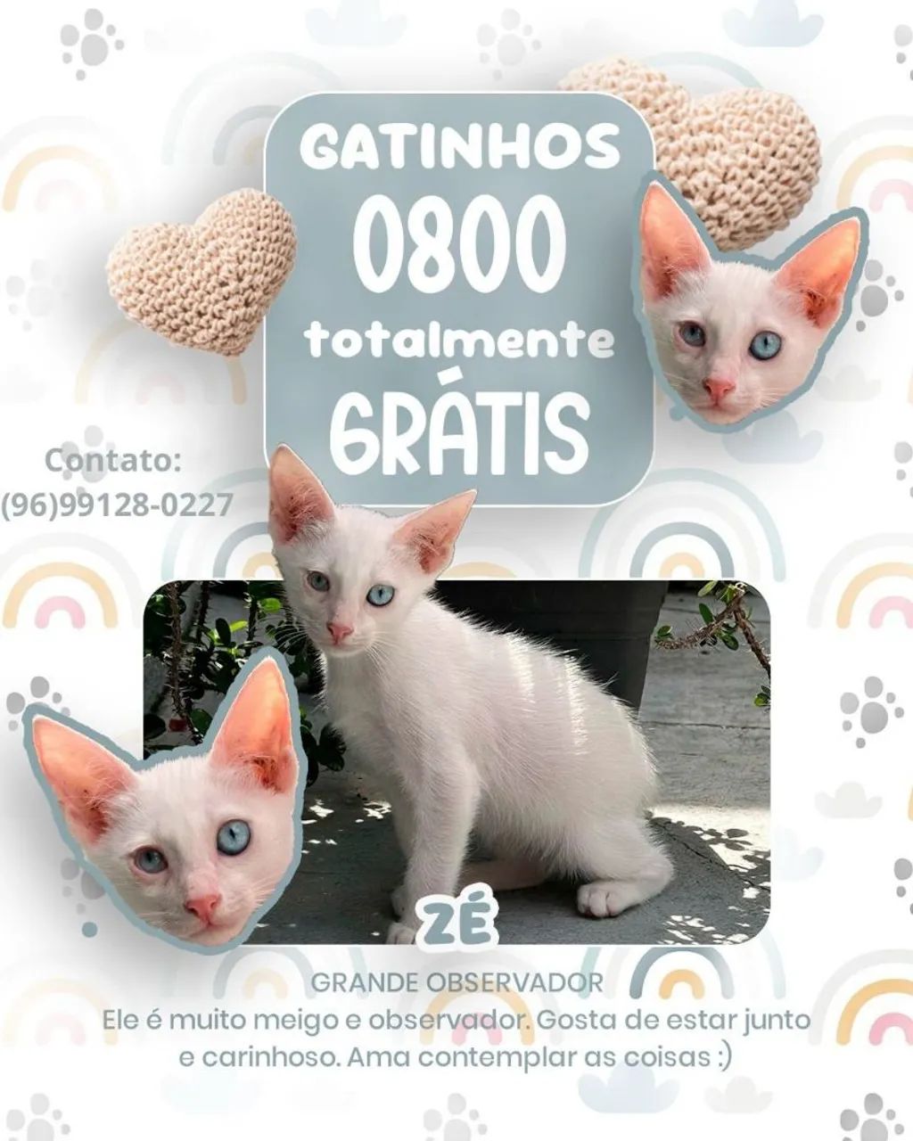 Gatinho Branco - Adote e dê um lar!