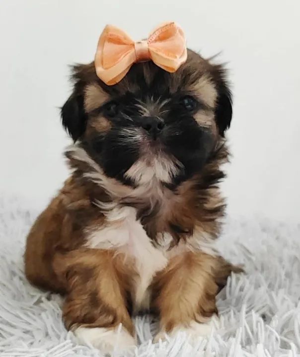 Shih Tzu Fêmea - Lindíssima