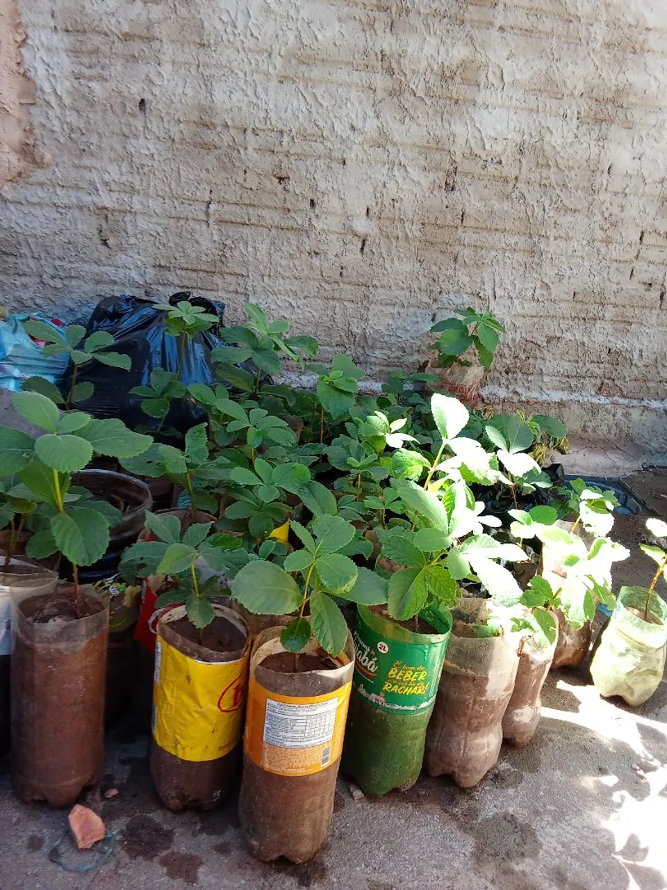 Mudas de plantas prontas para o seu jardim