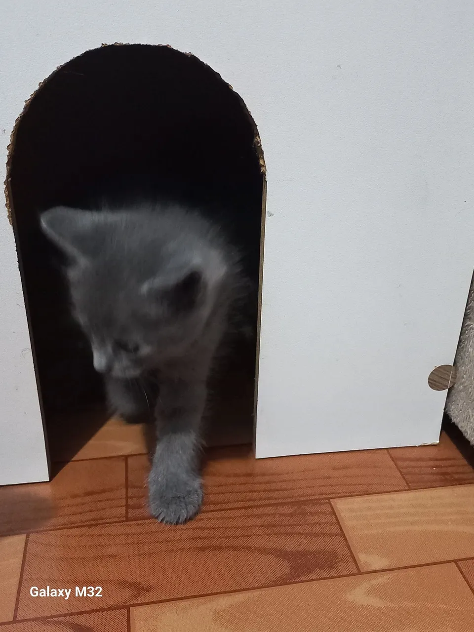 Gatinho Cinza - Filhote Fofo e Brincalhão