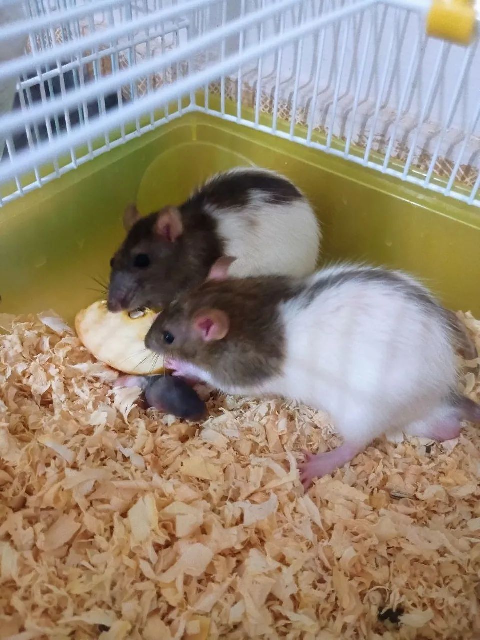 rato twister - Foto 4